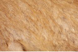 Photo Textures of Animals Skin